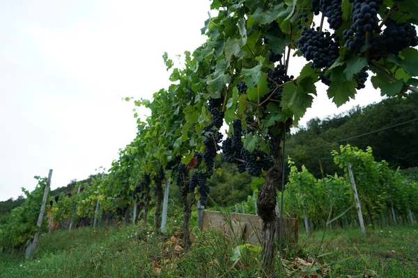 Wino Regionu Dunaju Jest Zarządzane Przez Specjalistów Dziedzinie Uprawy Winorośli — Zdjęcie stockowe