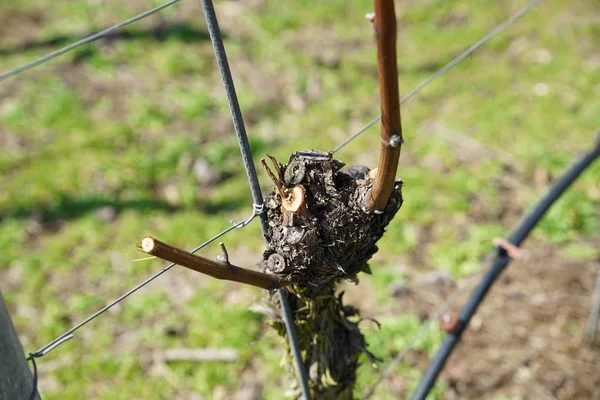 Tuna bölgesinden gelen şaraplar bağcılık uzmanları tarafından yönetilir ve günümüzde aranan bir uzmanlık alanıdır.