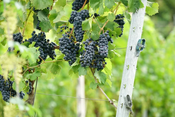 ドナウ地方のワインは ブドウ栽培の専門家によって管理されており 今日では人気の高い専門分野です — ストック写真
