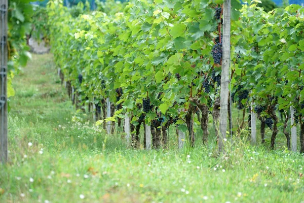다뉴브 지역의 와인은 전문가가 관리하며 오늘날 특산품입니다 — 스톡 사진
