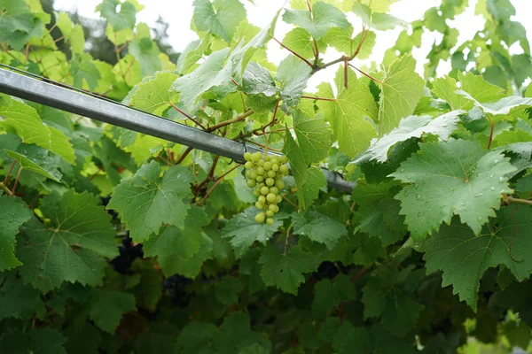 Wein Aus Dem Donauraum Wird Von Weinbauspezialisten Bewirtschaftet Und Ist — Stockfoto