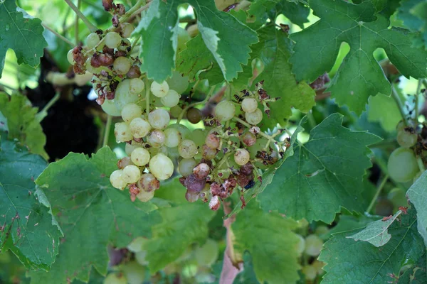 Vin Région Danube Est Géré Par Des Spécialistes Viticulture Est — Photo