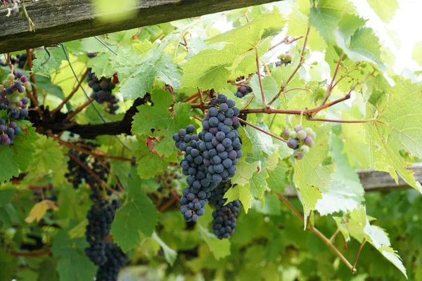 来自多瑙河地区的葡萄酒由葡萄栽培专家管理 如今是一个备受追捧的特产 — 图库照片