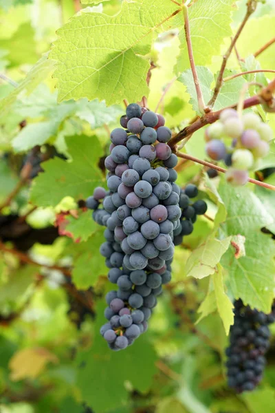 Vin Från Donauregionen Förvaltas Specialister Vinodling Och Idag Eftertraktad Specialitet — Stockfoto