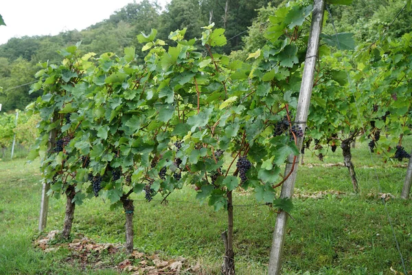 Vinho Região Danúbio Gerido Por Especialistas Viticultura Hoje Uma Especialidade — Fotografia de Stock