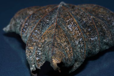 Yapraklar sonbaharda ağaçlardan üfledi