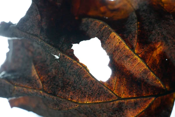 Deja Otoño Soplado Los Árboles —  Fotos de Stock