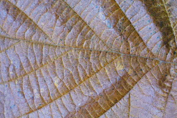 Осень Улетела Деревьев — стоковое фото