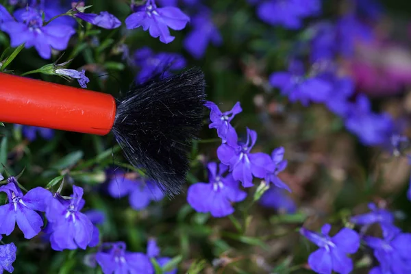 Buahi Bunga Secara Artifisial Untuk Menghasilkan Spesies Spesial — Stok Foto