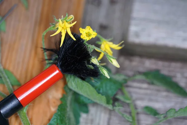 Buahi Bunga Secara Artifisial Untuk Menghasilkan Spesies Spesial — Stok Foto