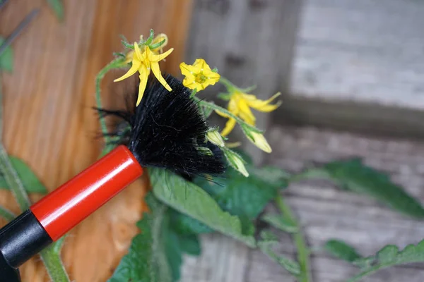 Fertilizar Artificialmente Flores Para Producir Especies Especiales — Foto de Stock