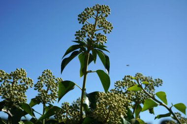 Çatı yeşillendirmesi ekolojikten daha fazlasıdır, çatıdaki bitkiler havayı temizler, toz ve hava kirleticileri filtrelerler..