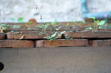 Pişmiş kilden yapılmış çatı karoları Alman çatılarında özellikle güzel ve dayanıklıdır.