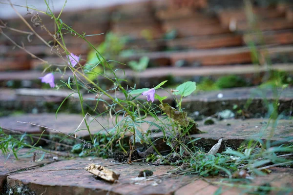 Techo Verde Más Que Ecológico Las Plantas Techo Limpian Aire —  Fotos de Stock