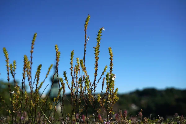 Een Dakvergroening Meer Dan Ecologisch Planten Het Dak Reinigen Lucht — Stockfoto