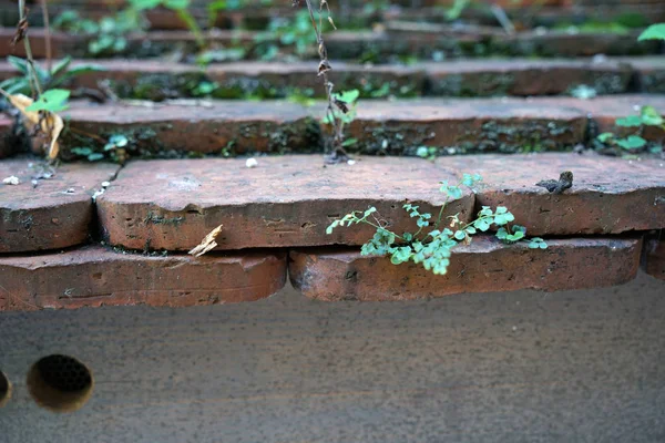 Roof Greening More Ecological Plants Roof Clean Air Filter Out — Stock Photo, Image