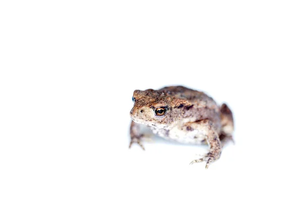 Sapo Descubierto Jardín Llevado Estudio Por Corto Tiempo Para Tomar —  Fotos de Stock