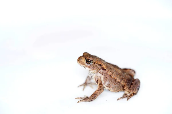 Sapo Descoberto Jardim Levado Estúdio Por Curto Período Tempo Para — Fotografia de Stock