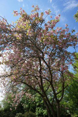 Almanya'da açık tüm eğlence için bakımlı park