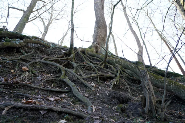 Parc Bien Entretenu Pour Les Loisirs Pour Tous Ouvert Allemagne — Photo