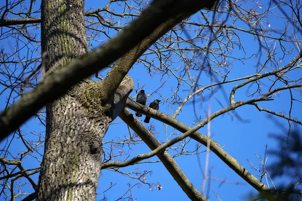 Veřejný Park Pro Uchazeče Rekreaci Pro Velká Města Jako Zelená — Stock fotografie