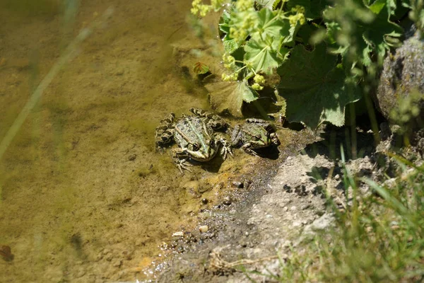 Rana Estanque Fotografiada Soleado Día Primavera Alemania Aguas Tranquilas —  Fotos de Stock