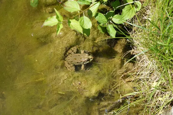 Rana Estanque Fotografiada Soleado Día Primavera Alemania Aguas Tranquilas —  Fotos de Stock