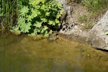                                Havuz kurbağa sakin bir sularda Almanya'da güneşli bir bahar gününde fotoğraflandı.