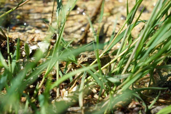 Лягушка Пруд Сфотографирована Солнечный Весенний День Германии Спокойных Водах — стоковое фото