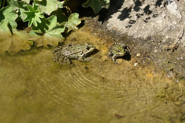 Rana Estanque Fotografiada Soleado Día Primavera Alemania Aguas Tranquilas —  Fotos de Stock