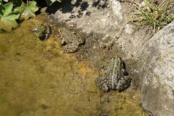 Rana Estanque Fotografiada Soleado Día Primavera Alemania Aguas Tranquilas —  Fotos de Stock