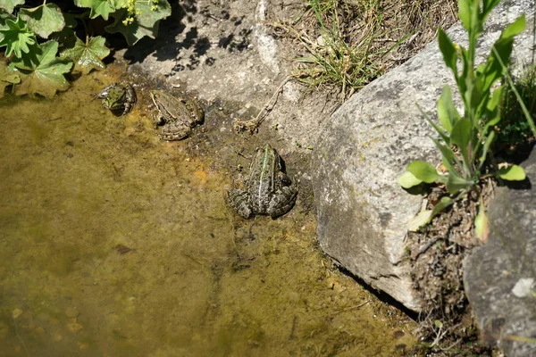 Pond Frog Photographed Sunny Spring Day Germany Calm Waters — Stock Photo, Image