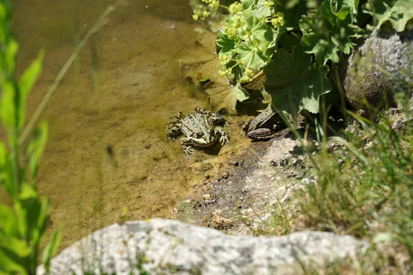 Rana Estanque Fotografiada Soleado Día Primavera Alemania Aguas Tranquilas —  Fotos de Stock