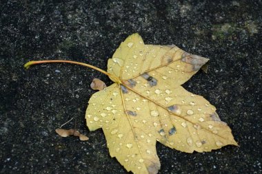 Büyük nehirde ağzına giden bir Bavyera deresi