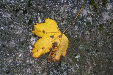 Büyük nehirde ağzına giden bir Bavyera deresi