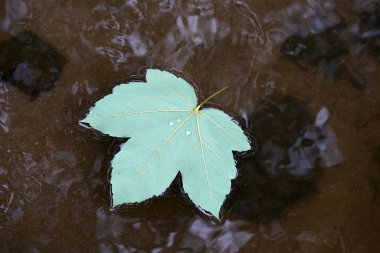 Büyük nehirde ağzına giden bir Bavyera deresi