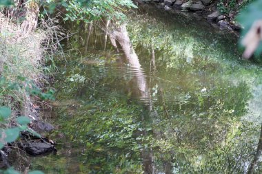 Büyük nehirde ağzına giden bir Bavyera deresi