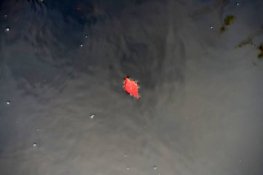 Büyük nehirde ağzına giden bir Bavyera deresi