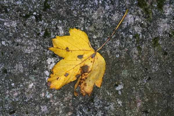 Bavorský Potok Cestě Jeho Ústí Velké Řece — Stock fotografie