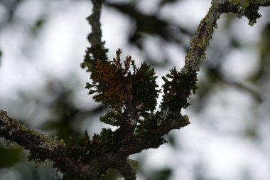 Ağaç mantarları, en geniş anlamda, odunları sömüren ve bozan mantarlardır.