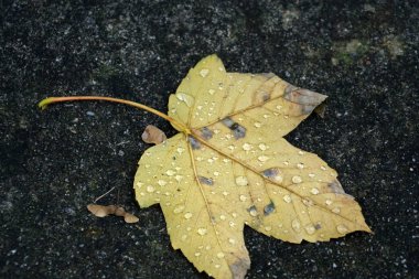 Sonbaharda ağaçtan düşen bir yaprak durgun suda sürüklenir.