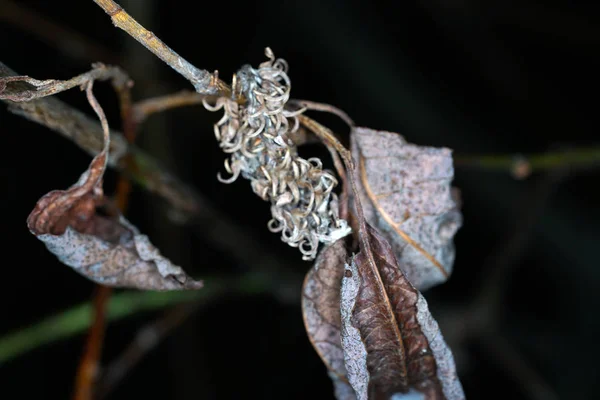 Funghi Arborei Sono Nel Senso Più Ampio Del Termine Tutti — Foto Stock