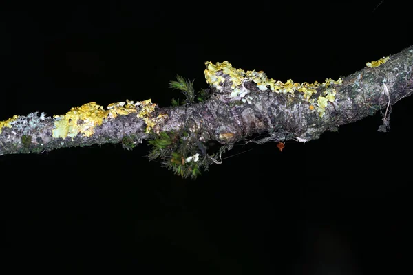 Funghi Arborei Sono Nel Senso Più Ampio Del Termine Tutti — Foto Stock