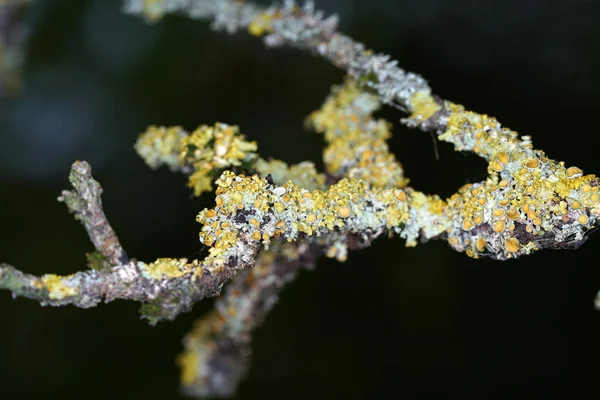 Funghi Arborei Sono Nel Senso Più Ampio Del Termine Tutti — Foto Stock