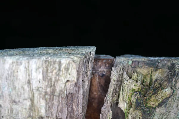 Trädsvamp Vid Bemärkelse Alla Svampar Som Koloniserar Och Bryter Ned — Stockfoto