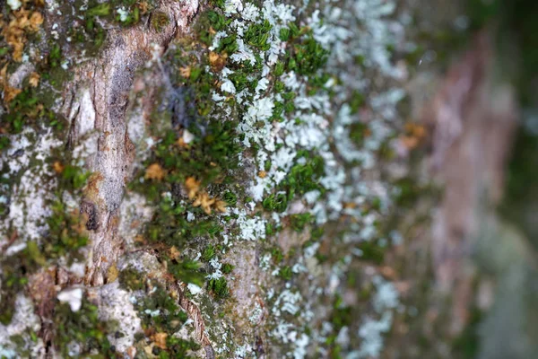 Los Hongos Los Árboles Son Sentido Más Amplio Todos Los —  Fotos de Stock