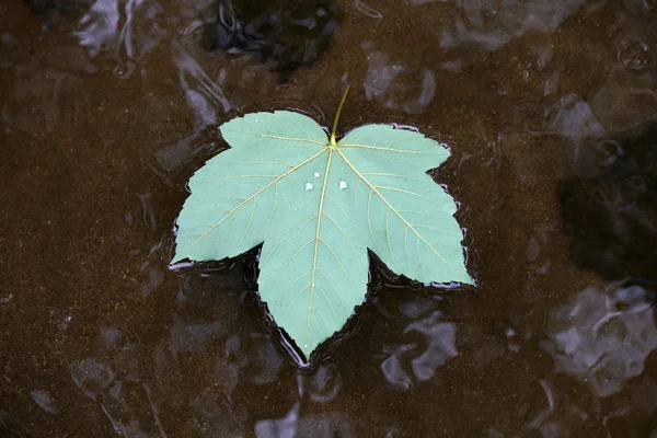 Uma Folha Que Caiu Árvore Outono Deriva Água Calma — Fotografia de Stock
