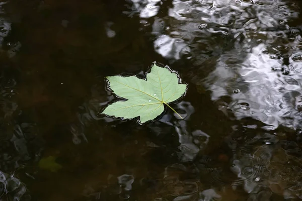 秋に木から落ちた葉が穏やかな水の中でドリフト — ストック写真