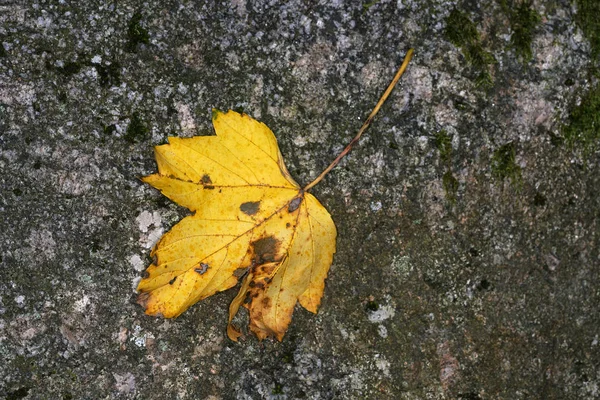 가을철에 나무에서 떨어진 나뭇잎 떨어진다 — 스톡 사진