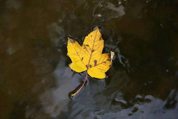 Une Feuille Tombée Arbre Automne Dérive Dans Eau Calme — Photo